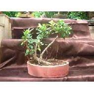Coir Fiber