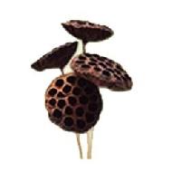 Coir Fiber