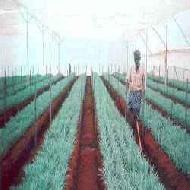 Coir Fiber