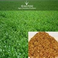 Coir Fiber