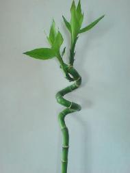 Coir Fiber