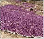 Coir Fiber
