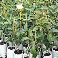 Coir Fiber