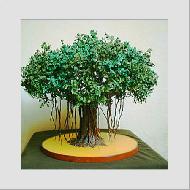 Coir Fiber
