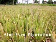 Coir Fiber