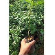 Coir Fiber