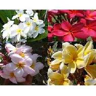 Coir Fiber
