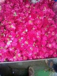Coir Fiber