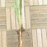 Coir Fiber