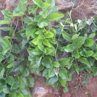 Coir Fiber