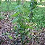 Coir Fiber
