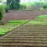 Coir Fiber