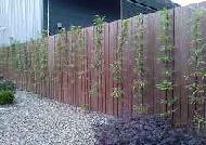 Coir Fiber
