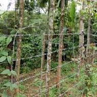 Coir Fiber