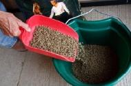 Coir Fiber