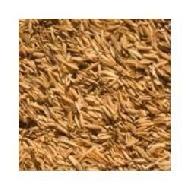 Coir Fiber
