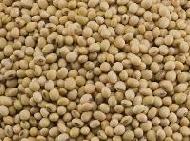 Coir Fiber