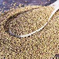 Coir Fiber
