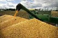 Coir Fiber