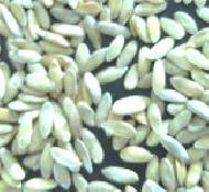 Coir Fiber