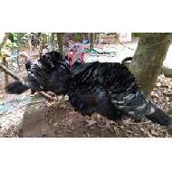 Coir Fiber