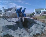 Coir Fiber