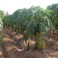 Coir Fiber