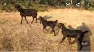 Coir Fiber