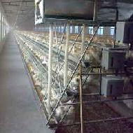 Coir Fiber