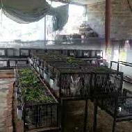 Coir Fiber