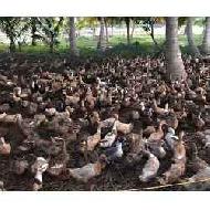 Coir Fiber