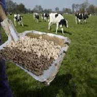 Coir Fiber