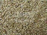 Coir Fiber