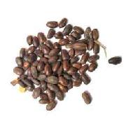 Coir Fiber