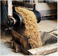 Coir Fiber
