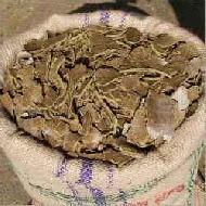Coir Fiber