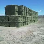 Coir Fiber