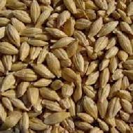 Coir Fiber