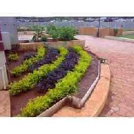 Coir Fiber