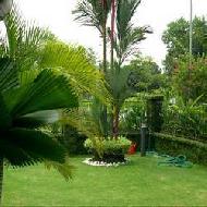 Coir Fiber
