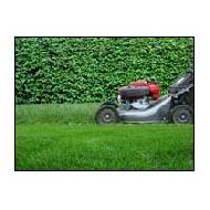 Coir Fiber
