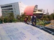 Coir Fiber