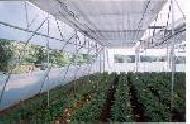 Coir Fiber