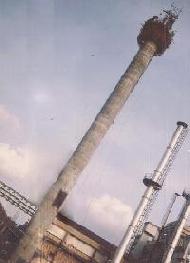 Coir Fiber