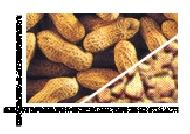 Coir Fiber