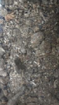 Coir Fiber