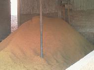 Coir Fiber