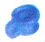 Coir Fiber