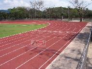 Coir Fiber