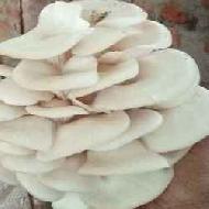 Coir Fiber